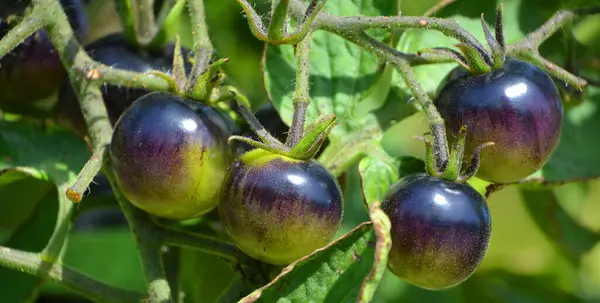 Manzanas Púrpura Maduras Jardín — Foto de Stock