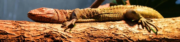 Grande Iguana Selvaggia Nello Zoo — Foto Stock