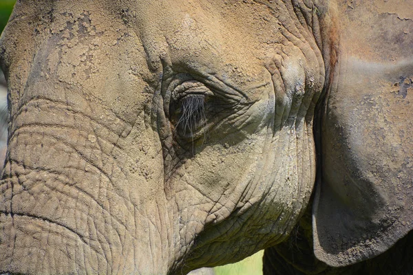 非洲象是属于Loxodonta的象 该属由两个现存物种组成 非洲丛林象 非洲森林象和较小的非洲森林象 — 图库照片