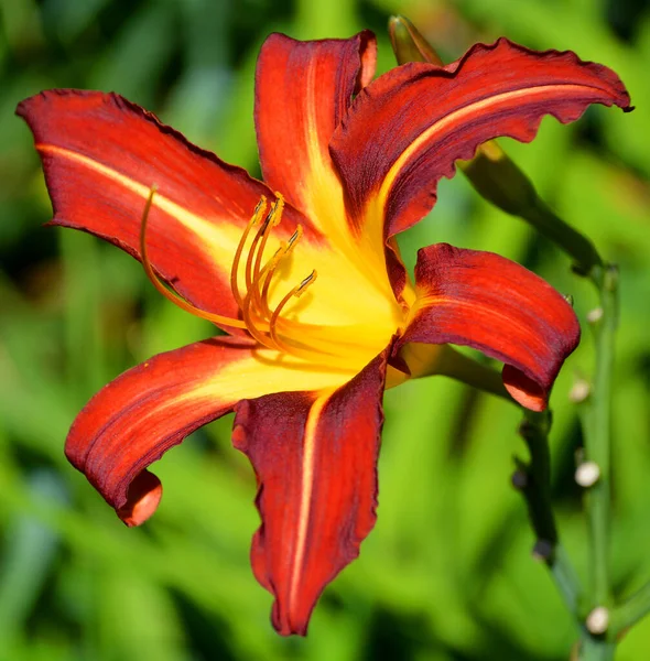 Hermosa Flor Roja Jardín — Foto de Stock