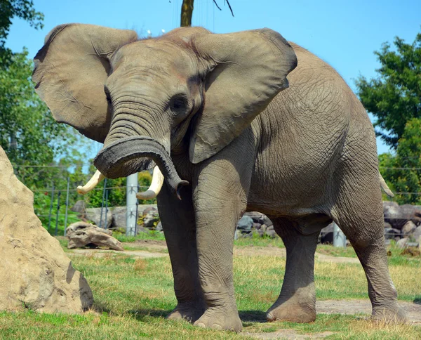 Los Elefantes Africanos Son Elefantes Del Género Loxodonta Género Está — Foto de Stock
