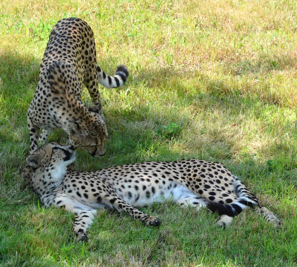 Chita Felino Grande Porte Que Habita Maior Parte África Parte — Fotografia de Stock