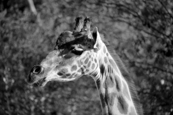 Girafe Est Animal Terrestre Haut Monde Peut Atteindre Mètres Haut — Photo