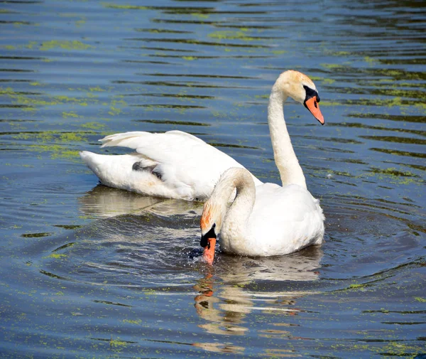 池塘里湖上的白天鹅 — 图库照片