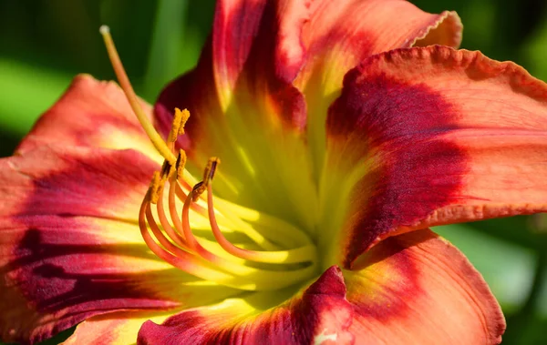 Röd Tulpan Blomma Trädgården — Stockfoto