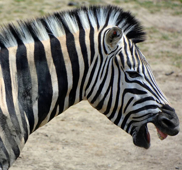 Zebra Burchell Uma Subespécie Sul Zebra Das Planícies Seu Nome — Fotografia de Stock