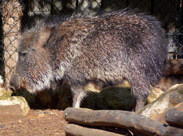 Veados Selvagens Zoológico — Fotografia de Stock