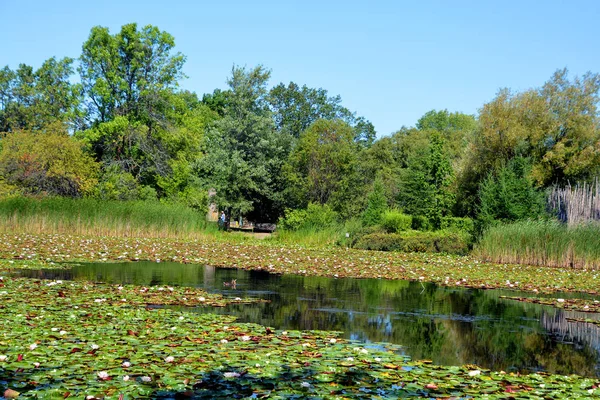 Schöner Teich Park — Stockfoto