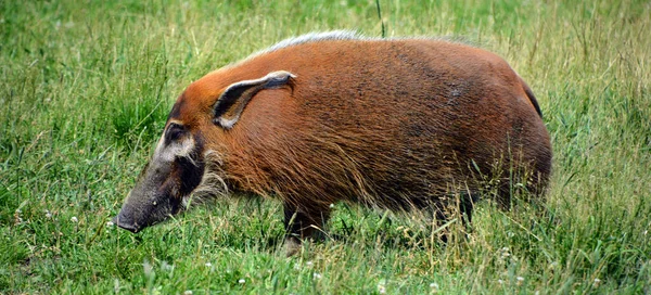 草の中の野生動物は — ストック写真