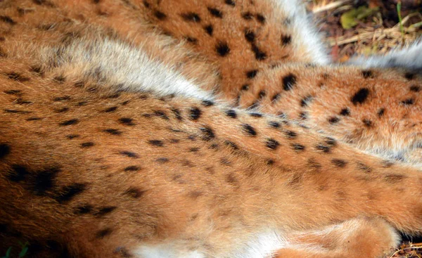 Close Cheetah — Stock Photo, Image