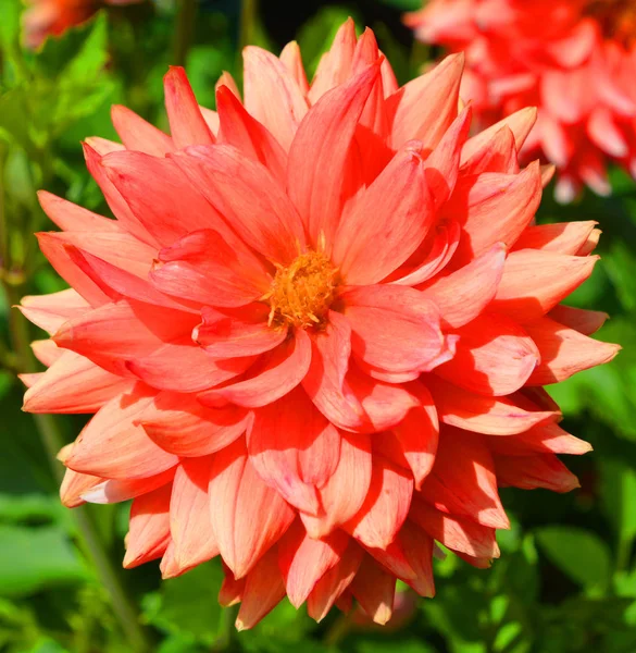 Kleurrijke Bloemen Winterse Kleuren Prachtige Berg Kleurrijke — Stockfoto