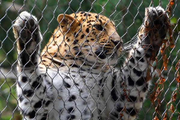 Fence Amur Leopard Leopard Subspecies Native Primorye Region Southeastern Russia — Stock Photo, Image