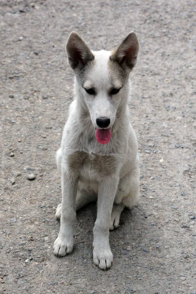 Potret Anjing Tunawisma Duduk Tanah — Stok Foto