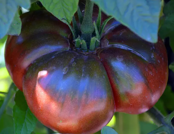 Mogen Aubergine Ett Träd Trädgården — Stockfoto