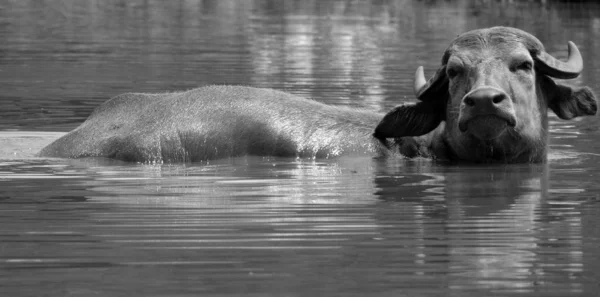 The water buffalo or domestic Asian water buffalo in water.