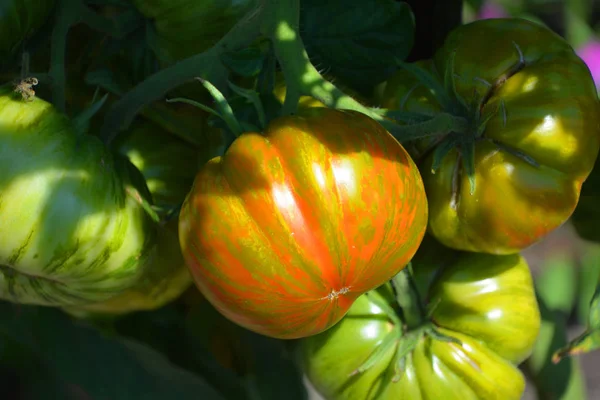 Frischer Grüner Kürbis Garten — Stockfoto