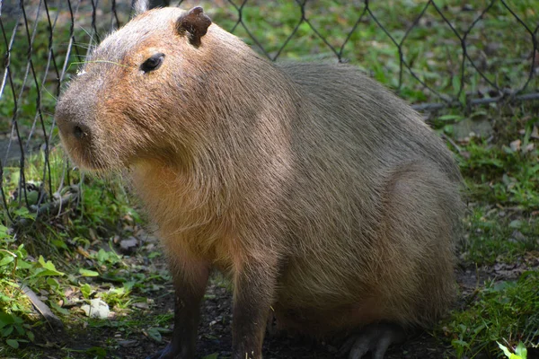 Capybaran Den Största Gnagaren Världen Även Kallad Chiguire Det Medlem — Stockfoto