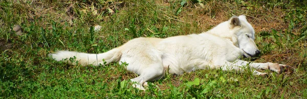 Sarkvidéki Farkas Vagy Polar White Wolf Egy Alfaja Szürke Farkas — Stock Fotó