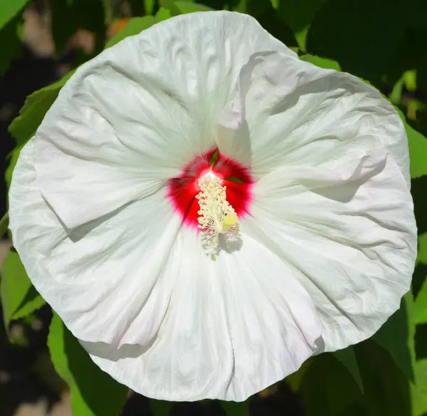Bahçede Kırmızı Gelincik Çiçeği — Stok fotoğraf