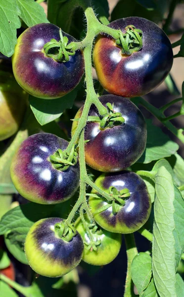 정원에 토마토 — 스톡 사진