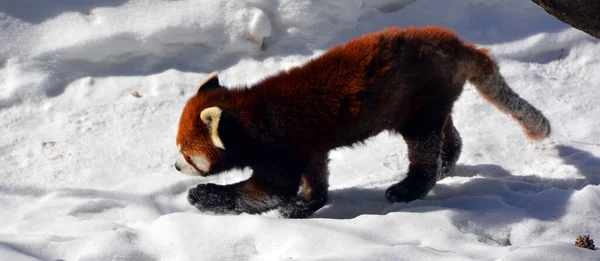 Panda Vermelho Ailurus Fulgens Também Chamado Panda Menor Urso Gato — Fotografia de Stock