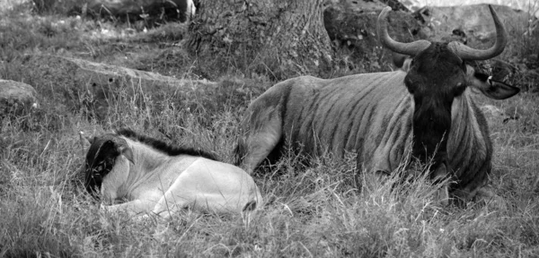 Ankole Watusi Amerikan Sığırlarının Modern Bir Türüdür Orta Afrika Daki — Stok fotoğraf