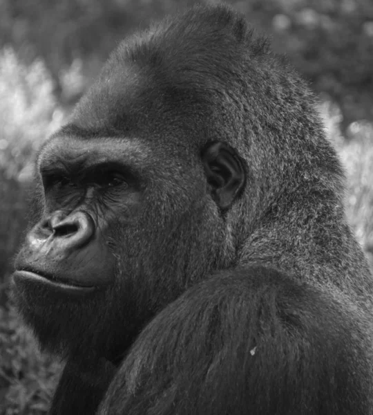 Las Gorilas Doradas Son Tierra Principalmente Simios Herbívoros Que Habitan — Foto de Stock