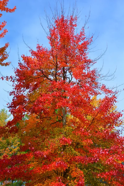 Piękny Krajobraz Górski Jesienią Kolorowymi Drzewami — Zdjęcie stockowe