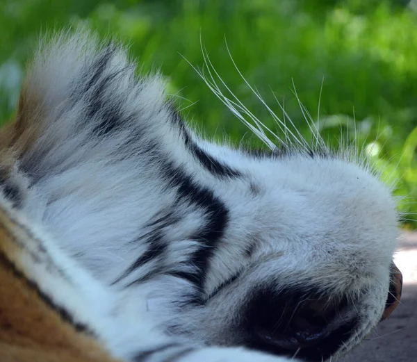 Portrait Tigre Dans Jardin — Photo