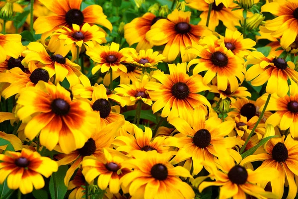 Méhecske Sárga Virágokkal Kertben Rudbeckia Laciniata — Stock Fotó