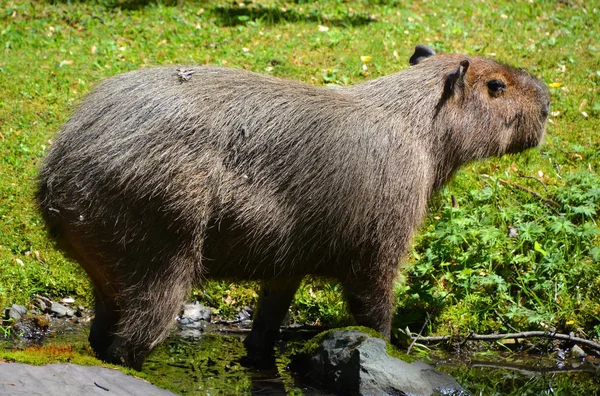 Capivara Maior Roedor Mundo Também Chamado Chiguire Membro Gênero Hydrochoerus — Fotografia de Stock