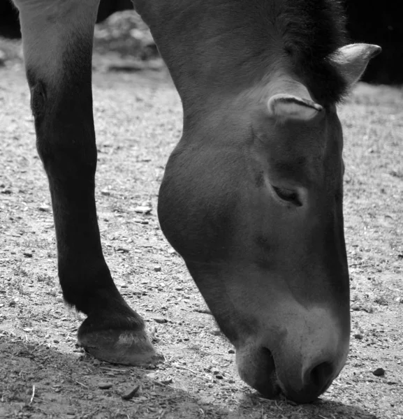 Foto Preto Branco Cavalo — Fotografia de Stock