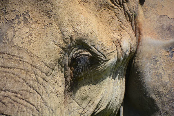 Elefantes Africanos São Elefantes Gênero Loxodonta Gênero Composto Por Duas — Fotografia de Stock