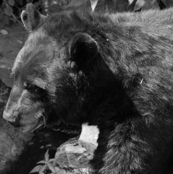 Ασπρόμαυρη Αρκούδα Στο Δάσος — Φωτογραφία Αρχείου