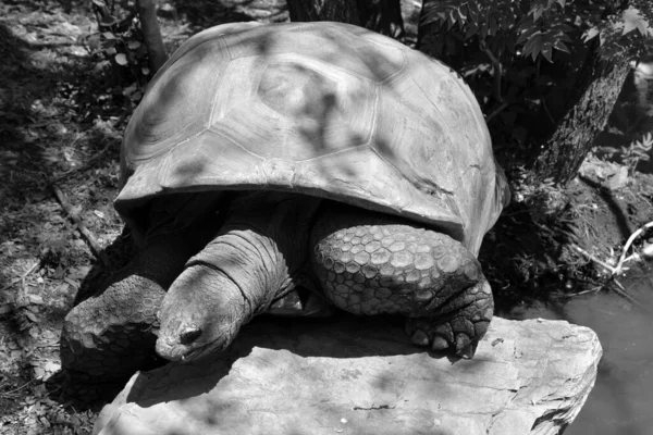Aldabra Obrovská Želva Aldabrachelys Gigantea Ostrovů Aldabra Atoll Seychelách Jedním — Stock fotografie