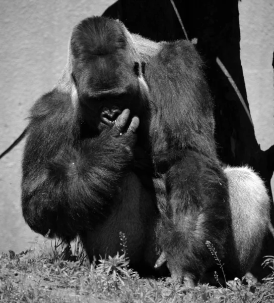 Gümüş Sırtlı Goriller Orta Afrika Ormanlarında Yaşayan Çoğunlukla Otobur Maymunlardır — Stok fotoğraf