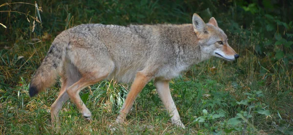 Lobo Salvaje Bosque — Foto de Stock