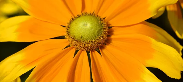 Κίτρινο Λουλούδι Μαργαρίτα Στον Κήπο — Φωτογραφία Αρχείου