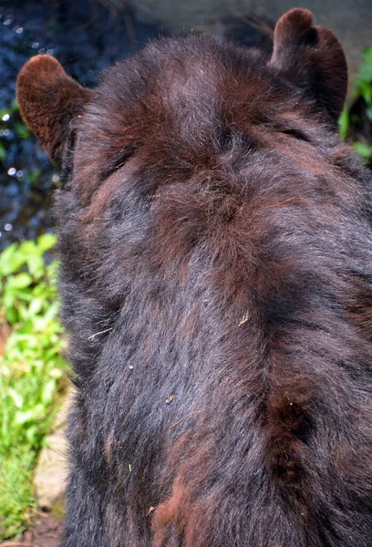 Beruang Cokelat Hutan — Stok Foto