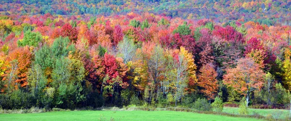 Beau Paysage Montagne Automne Avec Des Arbres Colorés — Photo