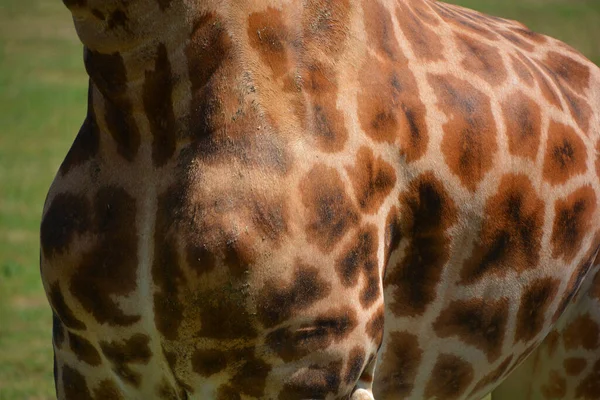 长颈鹿 Giraffa Camelopardalis 是一种非洲偶蹄的低喉哺乳动物 是现存陆生动物中最高的 也是最大的反刍动物 — 图库照片