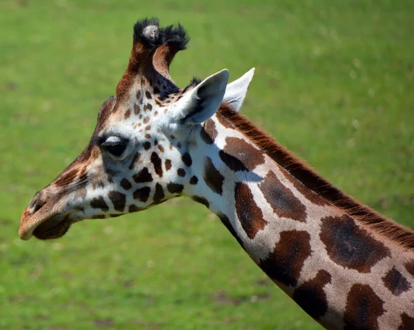 Giraffe Tallest Land Animal World Can Grow Metres Tall Particularly — Stock Photo, Image
