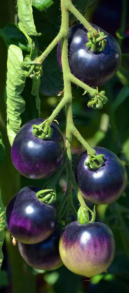 Lila Auberginen Mit Grünen Tropfen — Stockfoto