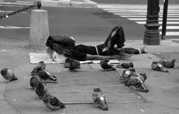 Pigeons Dans Rue — Photo