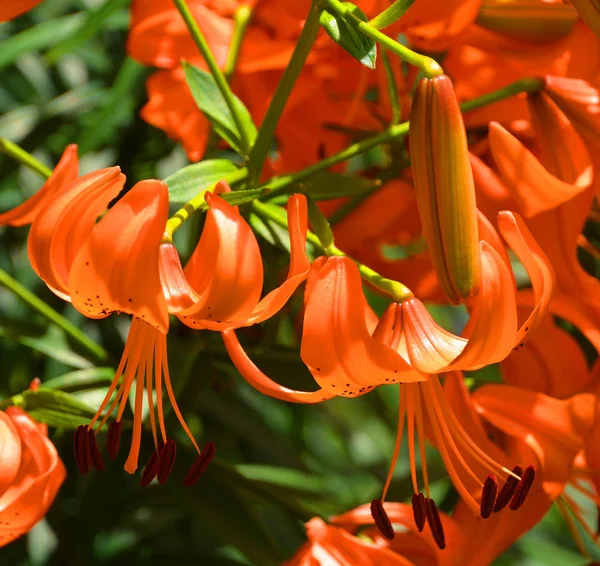 Wunderschöne Orangefarbene Blumen Garten — Stockfoto