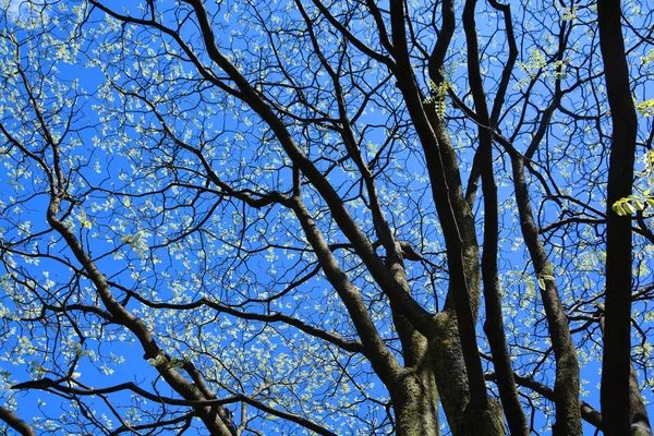 Дерево Фоні Блакитного Неба — стокове фото