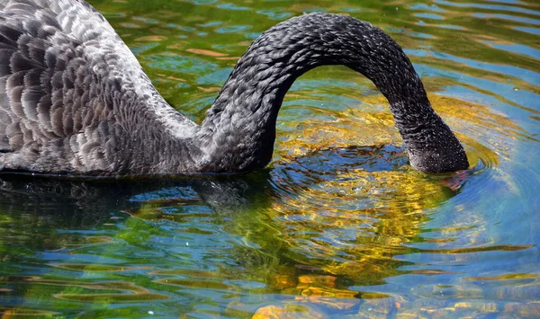 水の中の野生の白鳥 — ストック写真