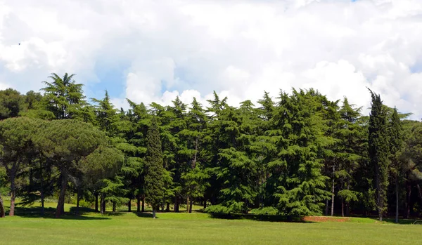 Árvores Verdes Parque Ensolarado — Fotografia de Stock