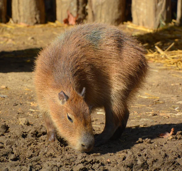 Wild Lesser Capybara Zoo — Stock Photo, Image