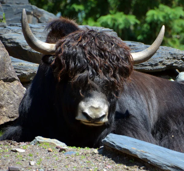 Der Yak Ist Ein Langhaariger Bovid Der Der Himalaya Region — Stockfoto